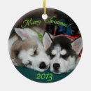 Search for siberian husky ornaments Puppies