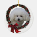 Search for bichon frise ornaments Cute