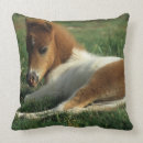 Search for miniature horse Foal