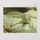 Search for iguana postcards Animal
