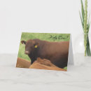 Search for holy cow birthday cards Cows