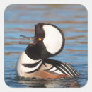 Search for merganser duck Nature