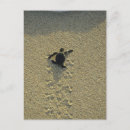 Search for green postcards Sea