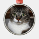 Search for gray cat ornaments Photography