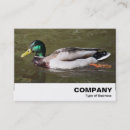 Search for duck hunting business cards Color
