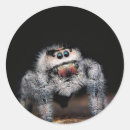 Search for spider stickers Wild