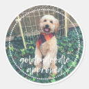 Search for golden doodle stickers Funny