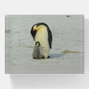 Search for penguin desk accessories Chick