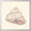 Search for seashell posters Pink