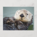 Search for otter postcards Wildlife