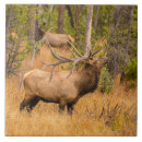 Search for mountain tiles Antlers