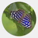 Search for blue butterfly stickers Wildlife