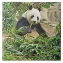 Search for wildlife tiles Animals