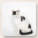 Search for cat coasters Animal