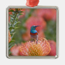 Search for south africa ornaments Animal