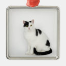 Search for veterinarian ornaments Cats