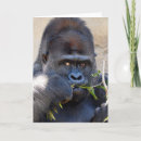 Search for gorilla cards Western lowland gorilla
