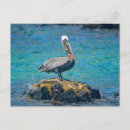 Search for galapagos islands postcards Bird