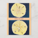 Search for sand dollar Vintage