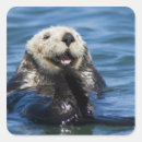 Search for sea otter stickers Wild