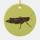 Search for cricket ornaments Insect