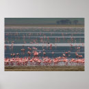 Search for birthday flamingo posters Birds