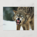 Search for wolf postcards Nature