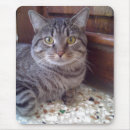 Search for maine coon cat mousepads Animals