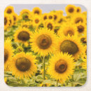 Search for sunflower coasters Summer