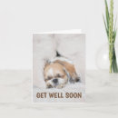 Search for get well cards Animals