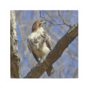 Search for red tail hawk art Animal