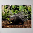 Search for porcupine gifts Zoo