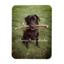 Search for black lab magnets Cute