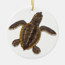 Search for sea turtle ornaments Marine life