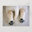 Search for golden retriever postcards Dog