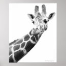 Search for black and white giraffe art African