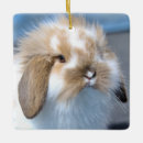 Search for lop rabbit ornaments Pet