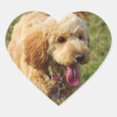 Search for golden doodle stickers Poodle