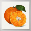 Search for orange posters Tangerine