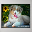 Search for australian shepherd posters Merle