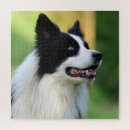Search for border collie puzzles Portrait