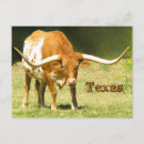 Search for texas postcards Cattle