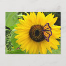 Search for summer postcards Flowers