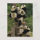 Search for giant sympathy cards Sichuan province