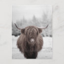 Search for hair postcards cow