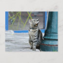 Search for cat postcards Kawaii