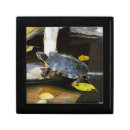 Search for turtle gift boxes Aquatic