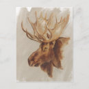 Search for portrait postcards Moose
