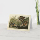 Search for american woodcock Bird