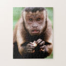 Search for monkey puzzles Animal